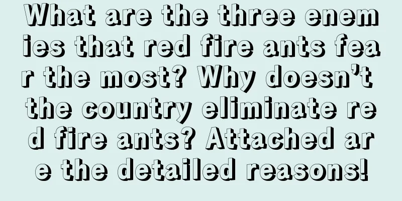 What are the three enemies that red fire ants fear the most? Why doesn’t the country eliminate red fire ants? Attached are the detailed reasons!