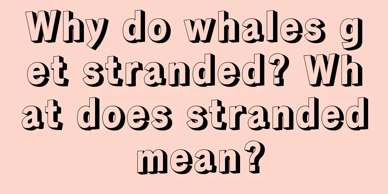 Why do whales get stranded? What does stranded mean?