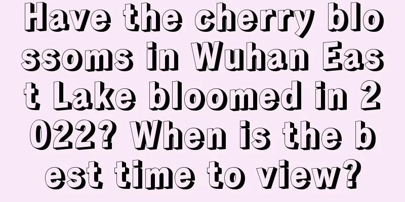 Have the cherry blossoms in Wuhan East Lake bloomed in 2022? When is the best time to view?