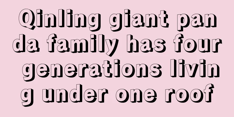 Qinling giant panda family has four generations living under one roof