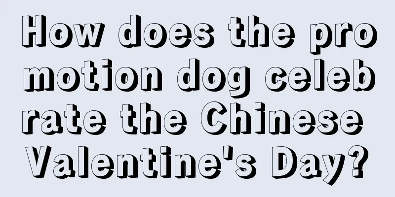 How does the promotion dog celebrate the Chinese Valentine's Day?