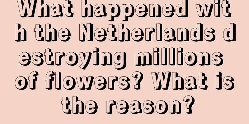 What happened with the Netherlands destroying millions of flowers? What is the reason?