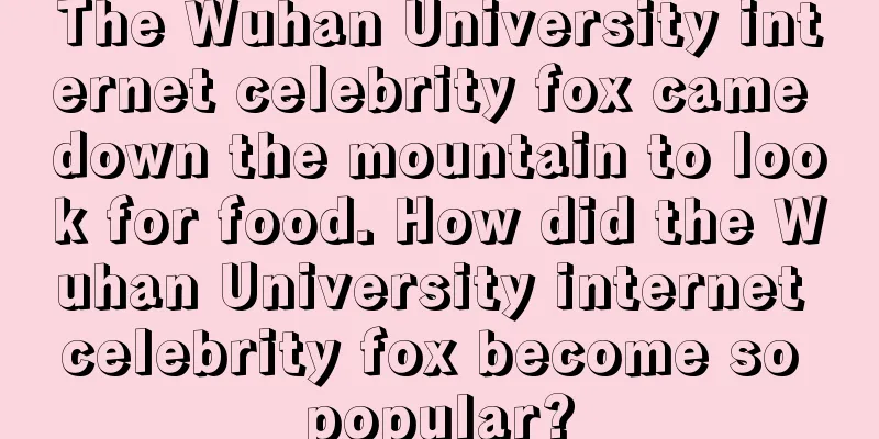 The Wuhan University internet celebrity fox came down the mountain to look for food. How did the Wuhan University internet celebrity fox become so popular?