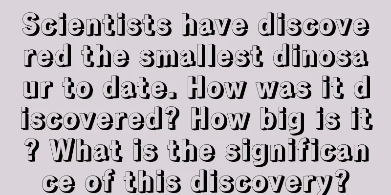 Scientists have discovered the smallest dinosaur to date. How was it discovered? How big is it? What is the significance of this discovery?