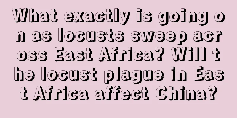 What exactly is going on as locusts sweep across East Africa? Will the locust plague in East Africa affect China?