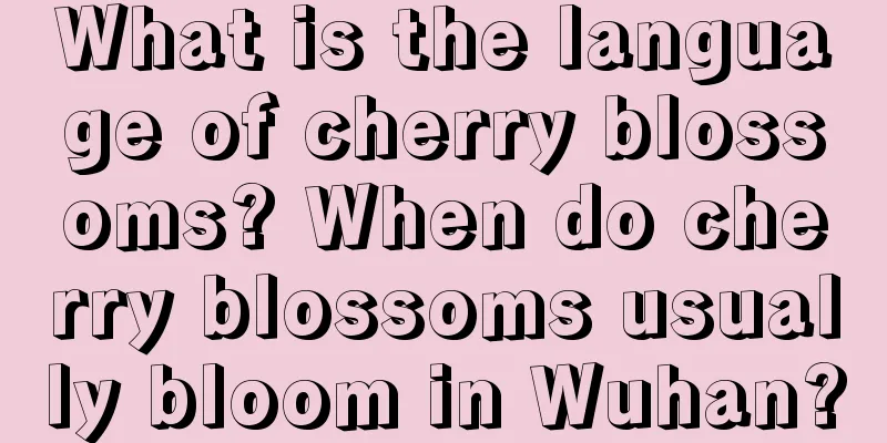 What is the language of cherry blossoms? When do cherry blossoms usually bloom in Wuhan?