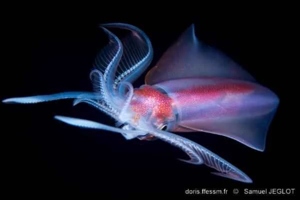 Squid varieties - Diamond squid