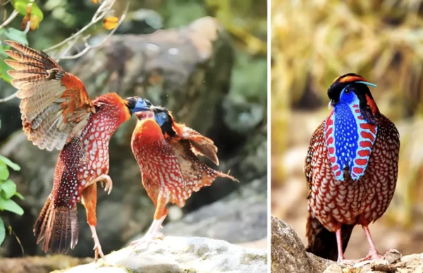 A comprehensive introduction to the Red-bellied Tragopan (Satyr Tragopan)