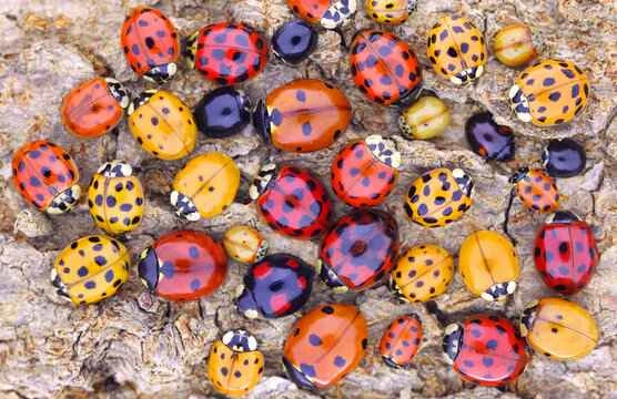 A comprehensive understanding of ladybugs: their species, ecological roles, and cultural significance.