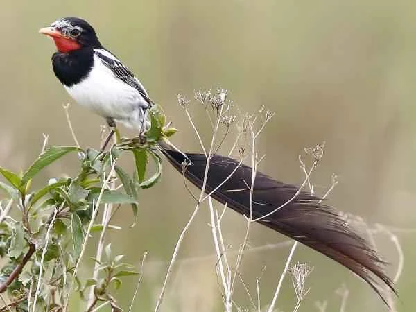 Aves de Argentina - Yetapá de collar