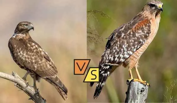 Red-Tailed-vs-Red-Shouldered-Hawk-1024x597.jpg