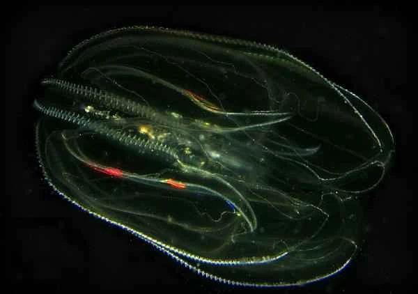 Medusas peine: El primer animal del mundo - Qué son las medusas peine