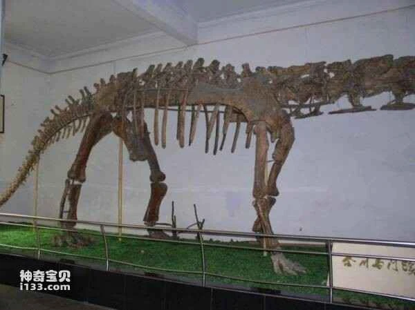 Discovery and Research of Mamenchisaurus in Hechuan