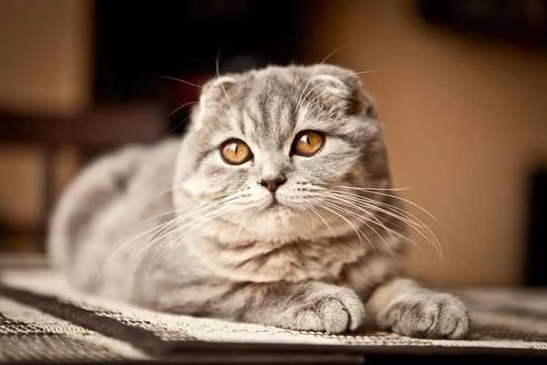 Benefits of spaying/neutering your cat and when to do it