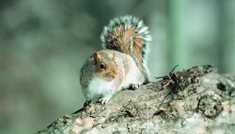 Gray squirrels: Understanding their lifespan and environmental adaptability