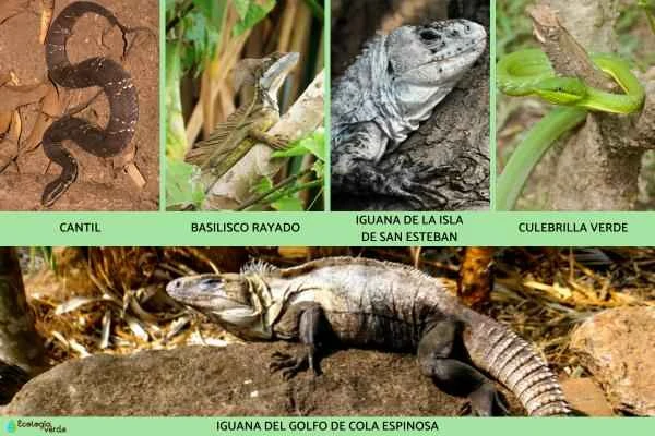 Mexican Reptiles - Other Reptiles in Mexico