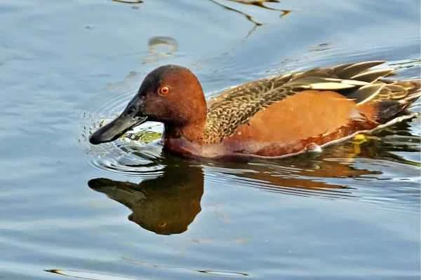 Types of ducks - Red-necked Pochard