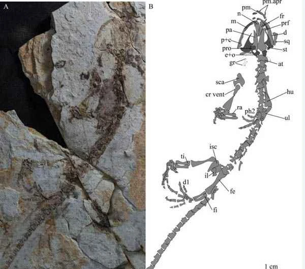Early Cretaceous tailed amphibians - Royal salamander of Weichang