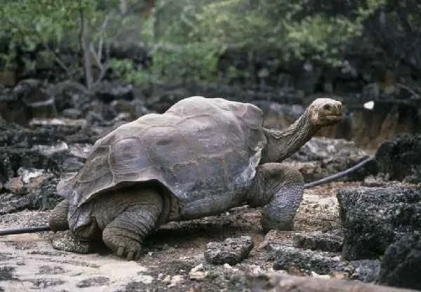 Five of the longest-living animals on Earth