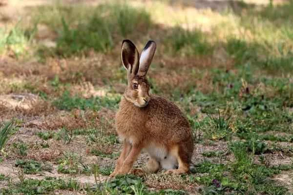 Animales que saltan alto - Liebres (Lepus spp.)