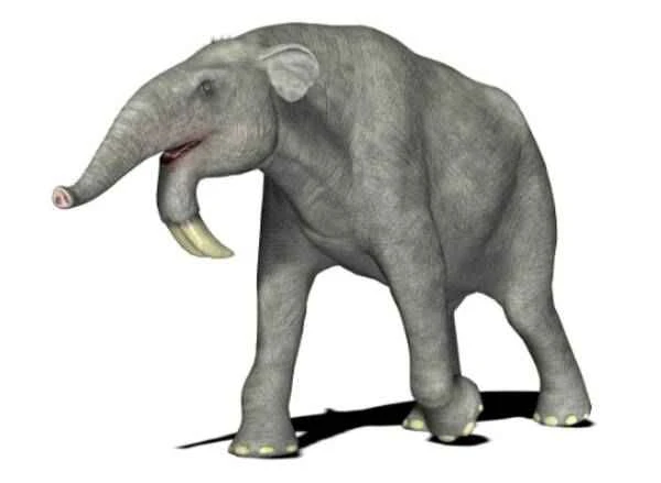 Classification and Evolution of Dinothecus
