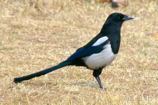 Animals of South Korea – Oriental Magpie (Pica serica)