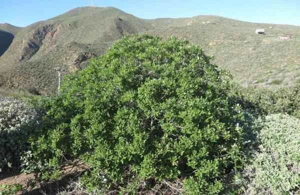 Especies endémicas de Baja California - Castaño (Aesculus parryi)