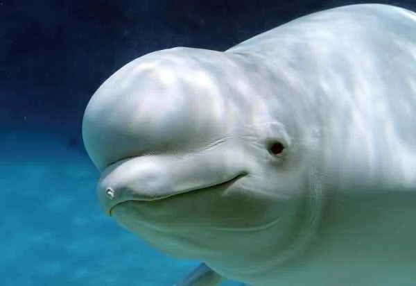 Beluga whale overview: characteristics, distribution, echolocation, and breeding habits.