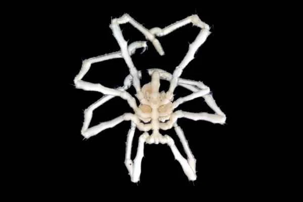 Animales con espinas - Araña de mar espinosa (Endeis spinosa)