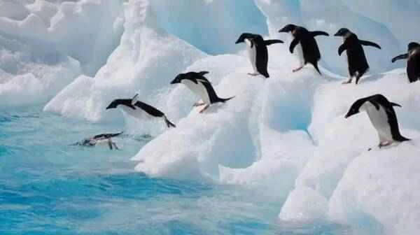 Penguins are the most cold-resistant birds on Earth.