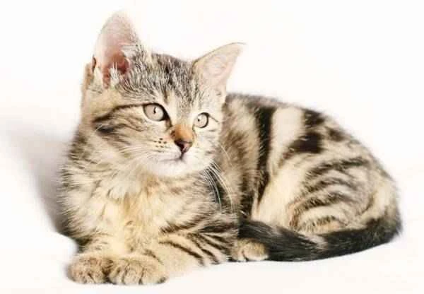 The World's Best for Cats, World Records Set by Cats