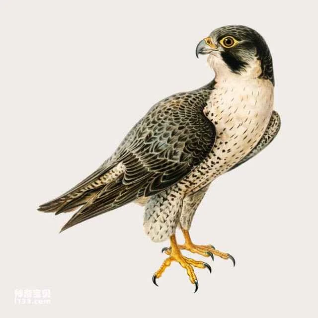 Habits and characteristics of falcons