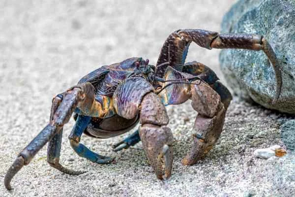 Coconut Crab (Cangrejo cocotero): A Comprehensive Analysis of its Characteristics, Diet, and Habitat