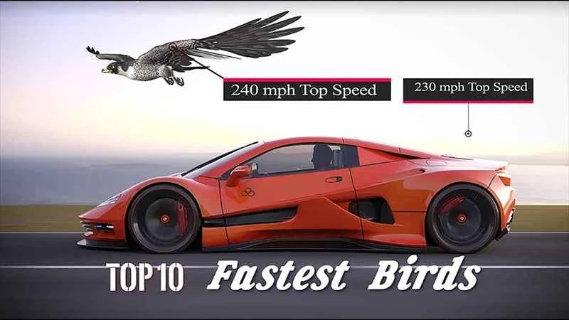 The 10 Fastest Flying Birds on Earth