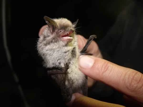 Bat species - Atacama mouse-eared bat (Myotis atacamensis)