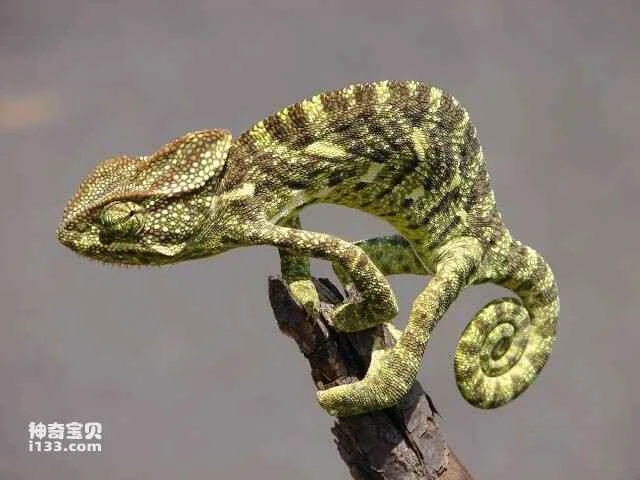 A list of ten color-changing animals in nature, the top ten masters of disguise among animals.