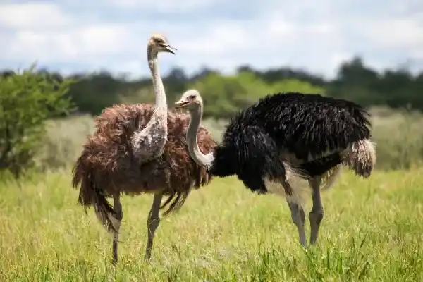 Ostrich: Morphological characteristics, classification, distribution, habitat and diet