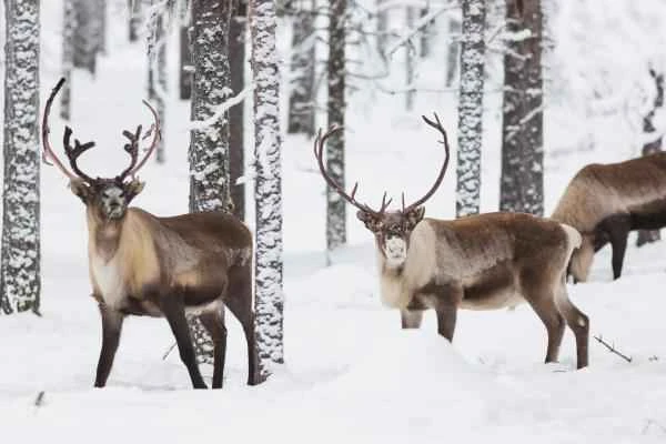 Reno o caribú: quées, tips, dónde vive y qué come - Características del reno o caribú