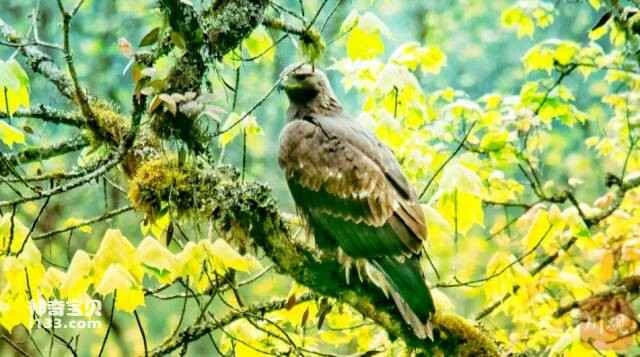 Golden eagle, the king of raptors, has been discovered for the first time in Wawu Mountain, Sichuan.