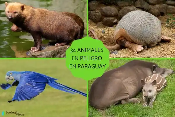 Paraguay's endangered animals: 34 representative species and conservation methods