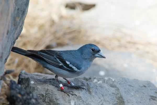 Aves de España - Pinzón azul de Gran Canaria