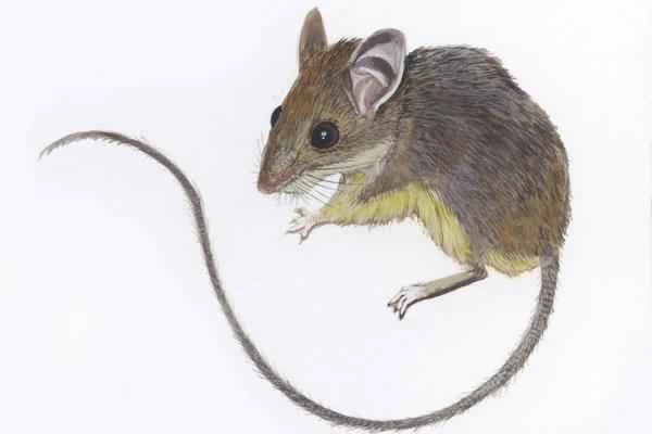 Animals in peligro de extinción in Puebla - Ratón ciervo poblano (Peromyscus mekisturus)