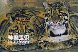 How many of the 24 rare animals in Yunnan do you know?