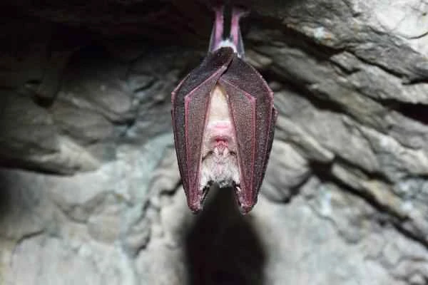 Bat species - Great Horseshoe Bat (Rhinolophus ferrumequinum)