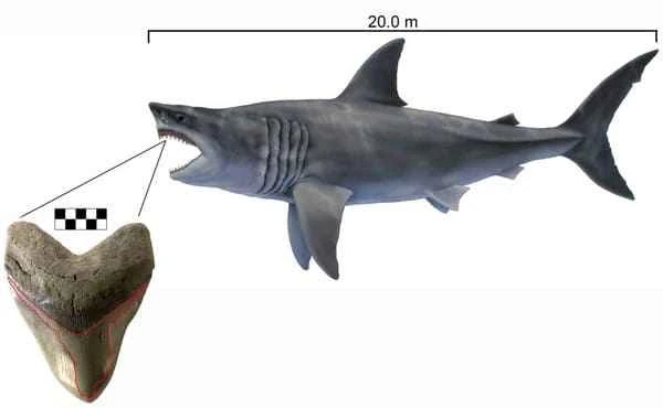 The 10 most terrifying extinct sharks, ranking of the 10 most ancient giant sharks.