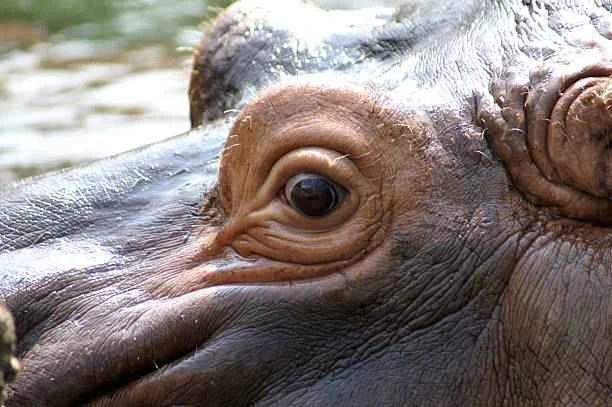 Where are the hippopotamus's eyes located: an amazing adaptation