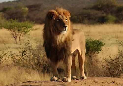 Which animals have hunting partners and symbiotic relationships? Unveiling cooperative hunting in the animal kingdom.