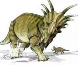 Fossil sites and physical characteristics of Styracosaurus