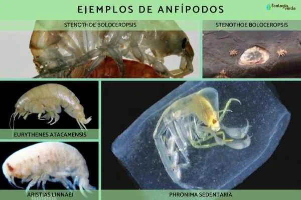 Qué son los anfípodos: ejemplos and características - Ejemplos de anfípodos