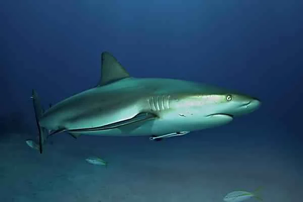 Endangered shark – Caribbean reef shark